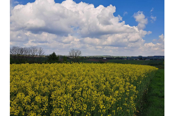 Przybysławice, Skała, Działka na sprzedaż