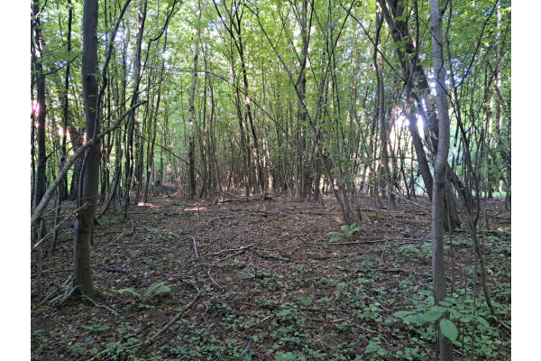 krakowski, Jerzmanowice-Przeginia, Łazy, Łazy, Dolina Będkowska, 55 a, budowlana