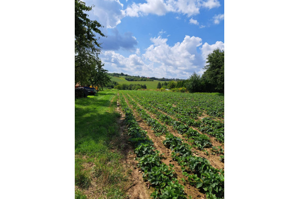 krakowski, Skała, Szczodrkowice, Szczodrkowice, dz. bud. gmina Skała, 59 arów