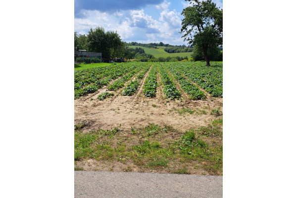 krakowski, Skała, Szczodrkowice, Szczodrkowice, dz. bud. gmina Skała, 59 arów