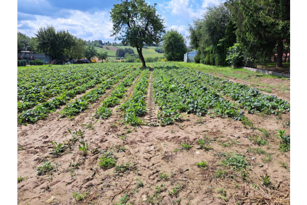 krakowski, Skała, Szczodrkowice, Szczodrkowice, dz. bud. gmina Skała, 59 arów
