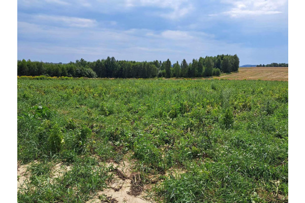 krakowski, Skała, Skała/Ojców, Skała, okolice Ojcowskiego Parku Narodowego.