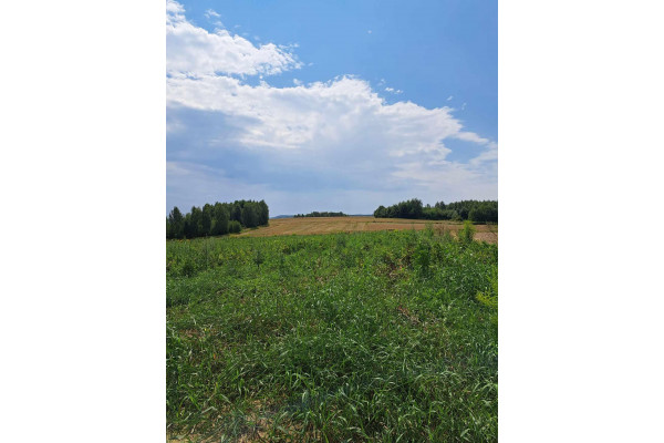 krakowski, Skała, Skała/Ojców, Skała, okolice Ojcowskiego Parku Narodowego.