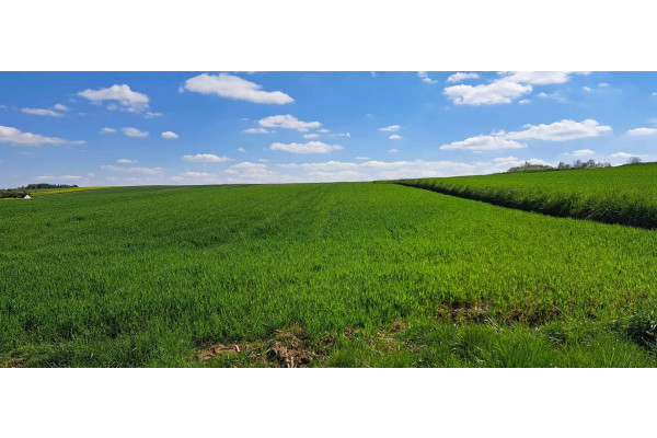 krakowski, Skała, Skała, rozpoczęta budowa na dz. 26 a.