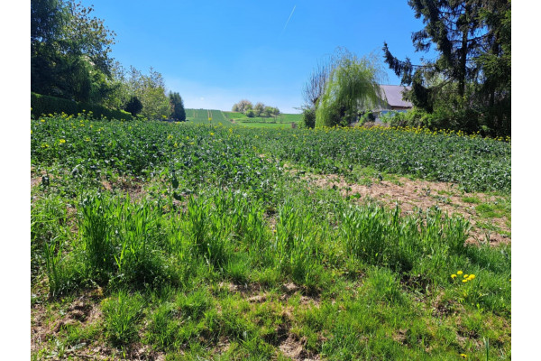 małopolskie, krakowski, Iwanowice, Poskwitów, Poskwitów/Iwanowice/Okolice Krakowa. Działka budowlana o pow. 18,2 a