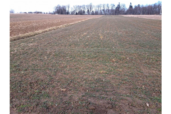 krakowski, Skała, Barbarka, Dz. budowlano-rolna, 40 a, okolice Krakowa