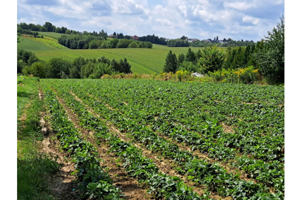 małopolskie, krakowski, Skała, Szczodrkowice, Szczodrkowice, dz. bud. gmina Skała, 59 ar&oacute;w