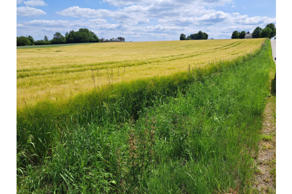 krakowski, Sułoszowa, Wielmoża, Okolice Krakowa,Pieskowej Skały/Ojcowa, dz.bud. 8 a