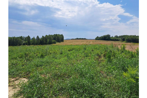 małopolskie, krakowski, Skała, Skała/Ojc&oacute;w, Skała, okolice Ojcowskiego Parku Narodowego.