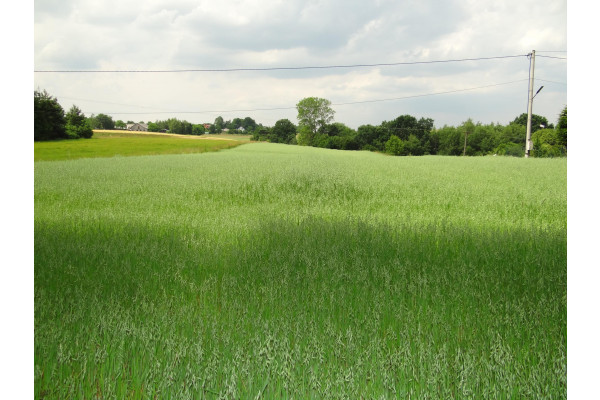 małopolskie, krakowski, Sułoszowa, Wielmoża, Okolice Skały-Wielmoża