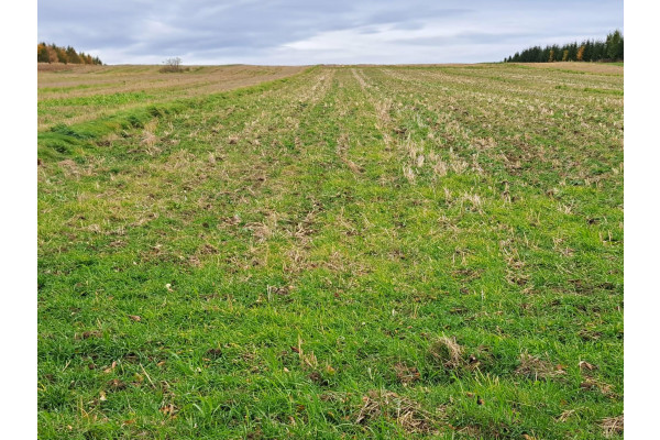 małopolskie, krakowski, Skała, Stoki, 1,27 ha, budowlano-rolne, Stoki/Rzeplin, okolice Krakowa
