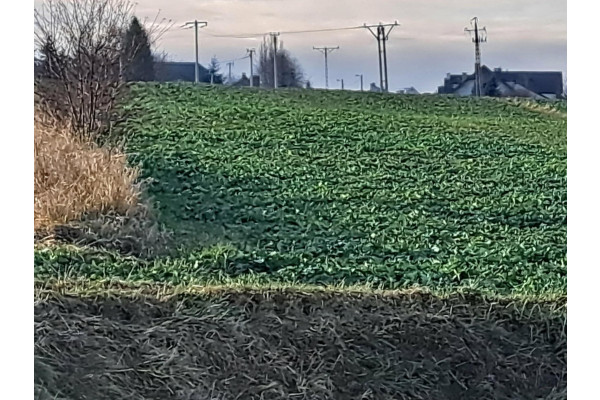 małopolskie, krakowski, Skała, Skała, okolice Krakowa, działka 428 m2.